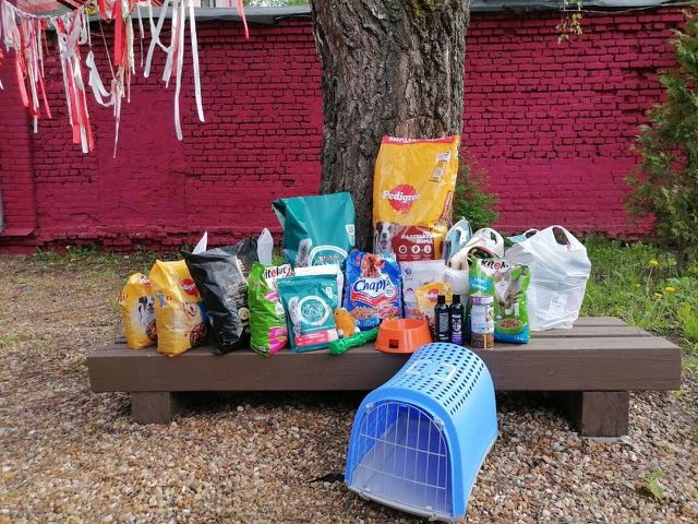 Helping an animal shelter